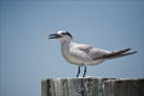 Royal Tern