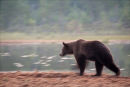 Running Bear 2