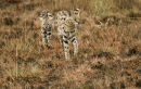 Serval and Kitten