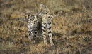 Serval and Kitten