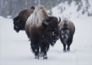 Snow Bison