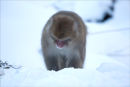 Snow search.