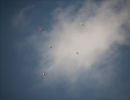 Spoonbills in flight.