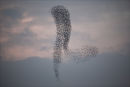 Starling patterns.