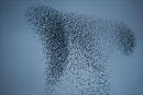 Starling Pattern