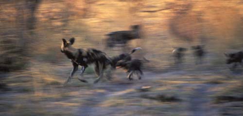 Painted wolves at speed.