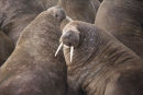 Walrus Couple