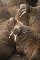 Walrus Pack