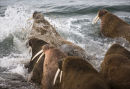 Walrus Panic.
