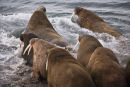 Walrus panic