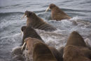 Walrus panic
