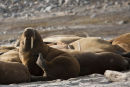 Walrus relaxing