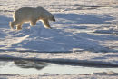 Wandering the pack ice.