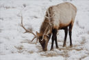 Wapiti