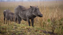 Warthogs