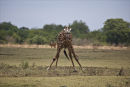 Waterhole Vunerability