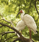 White Ibis
