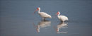 White Ibis pair.