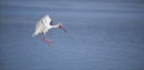 White Ibis landing.