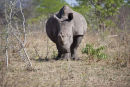 White Rhino