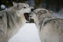 Wolf Behaviour