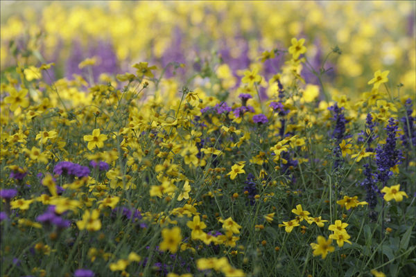 Colourful beds.