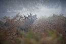 Baayinng Stag