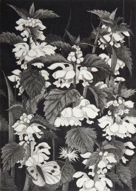 Dead nettles and butterfly