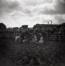 Sheep sale