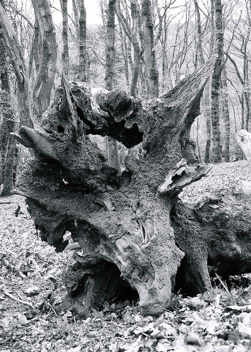 tricerotops tree stump.