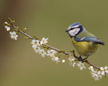 bluetit4057