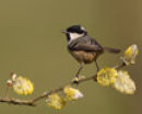 coal tit3784