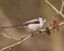 longtailedtit