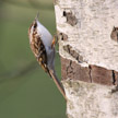treecreeper