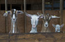 Baby goats 2