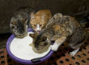 Barn cats lapping it up