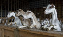 Goats waiting to be milked