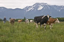 Bringing in cows for milking