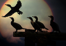 Cormorants