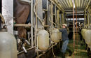 Cow milking parlour