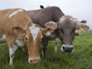 Curious milk cows