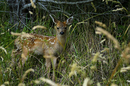 Fawn 