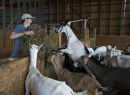 Feeding goats