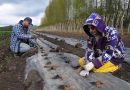 Planting raspberries 2