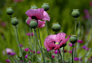 Poppies