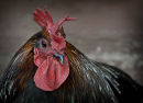 Rooster 1
