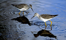 Sandpipers