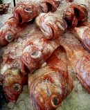 Red Snapper