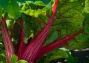 Swiss chard