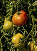 Tomatos on the vine
